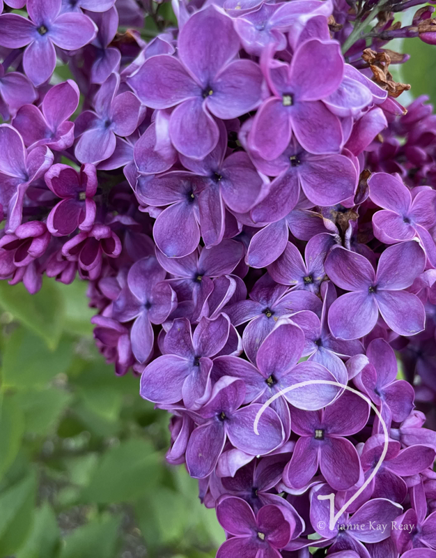 Lilac Cascade